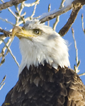 American Bald Eagle 1914 